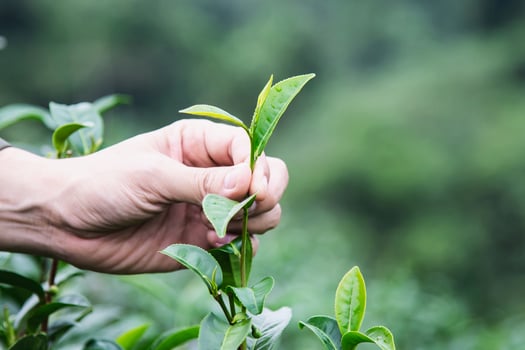 Man harvest pick fresh green tea leaves at high land tea field in Chiang Mai Thailand - local people with agriculture in high land nature concept photo