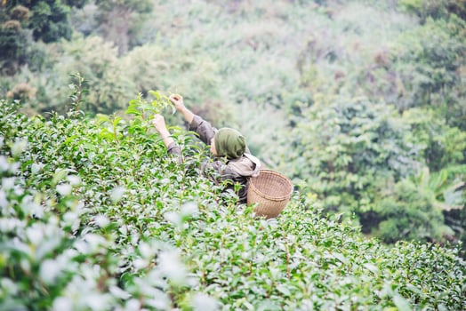 Man harvest  pick fresh green tea leaves at high land tea field in Chiang Mai Thailand - local people with agriculture in high land nature concept photo