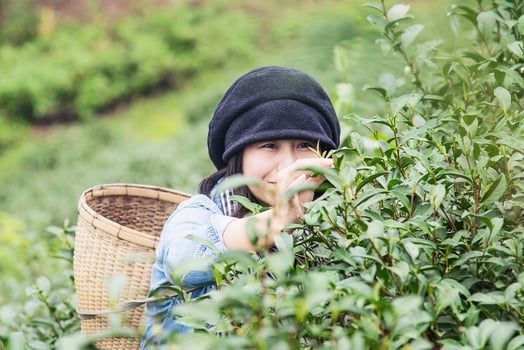 Woman harvest - pick fresh green tea leaves at high land tea field in Chiang Mai Thailand - local people with agriculture in high land nature concept photo