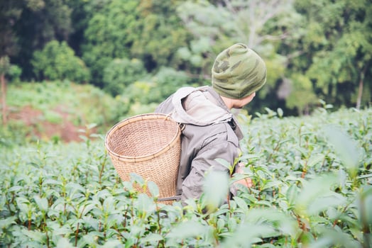 Man harvest - pick fresh green tea leaves at high land tea field in Chiang Mai Thailand - local people with agriculture in high land nature concept photo