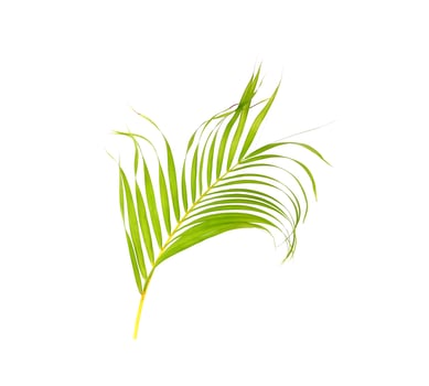 green leaf of palm tree on white background photo