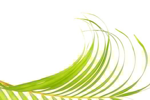 green leaf of palm tree on white background photo