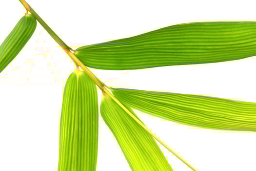Fresh green bamboo leaf isolated on white for texture or wallpaper background photo