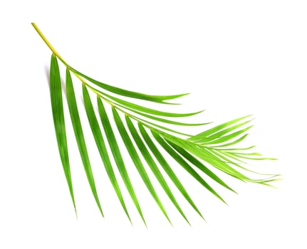 green leaf of palm tree on white background photo