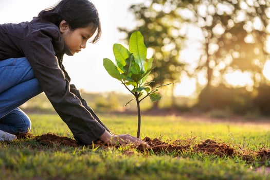 children planting small tree in sunset. concept save earth photo