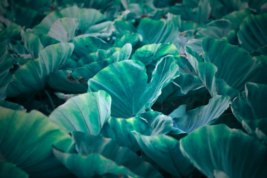 Closeup tropical leaves texture background. photo
