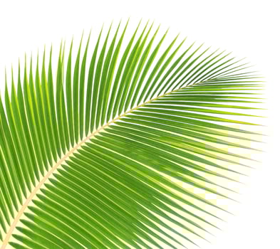 Green palm leaf isolated on white background photo