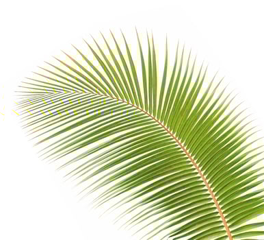 Green palm leaf isolated on white background photo