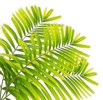Palm leaf isolated on white background photo