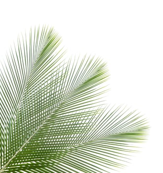 Palm leaf isolated on white background photo