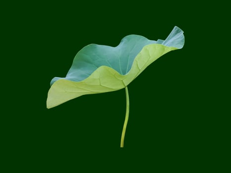 isolated waterlily or lotus leaf with clipping paths. photo