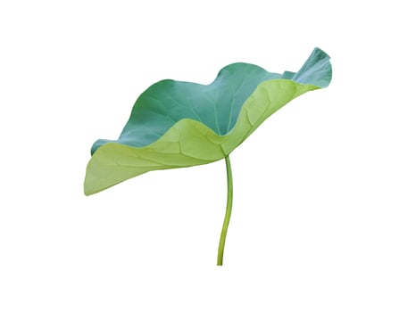 isolated waterlily or lotus leaf with clipping paths. photo