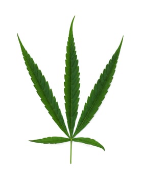 green leaf cannabis isolate on white background photo