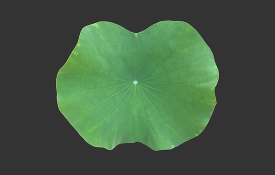 isolated waterlily or lotus leaf with clipping paths. photo