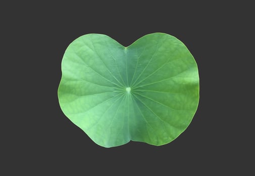 isolated waterlily or lotus leaf with clipping paths. photo