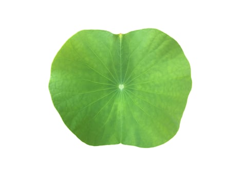 Isolated waterlily or lotus leaf with clipping paths. photo