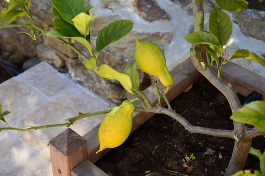 Small lemon tree photo