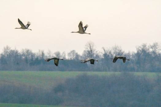 five cranes fly in the sky photo