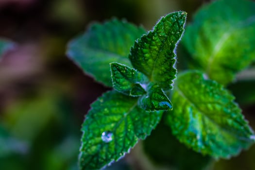 Green leaves of mint plant photo