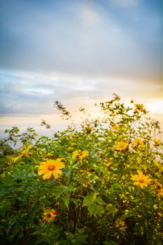 Landscape of tree marigold flower field on hill mountain with sunrise in the morning in the winter photo