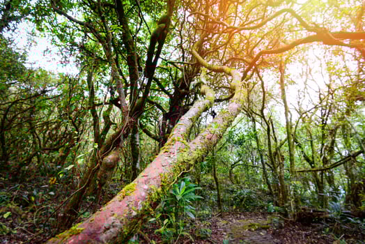 Ancient forest old with green plant and tree ivy vine wood jungle photo