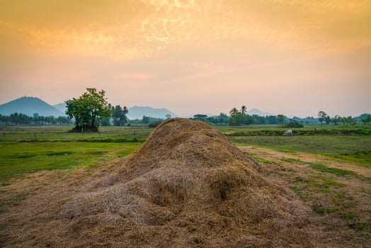 Rice straw on countryside landscape field with tree and meadow green at sunset farm agriculture photo