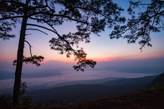 Beautiful sunrise purple sky on top view hill mountain cliff and branch silhouette pine tree landscape with fog mist photo