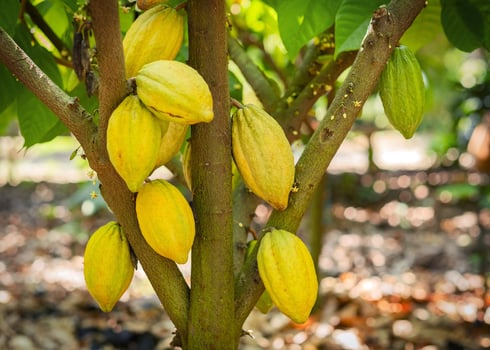 Cacao tree with cacao pods in a organic farm. photo