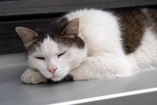 Cat on window sill photo