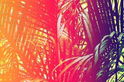 Tropical black light glowing leaves. photo
