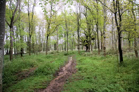 A view of the countryside near Hanmer in North Wales photo