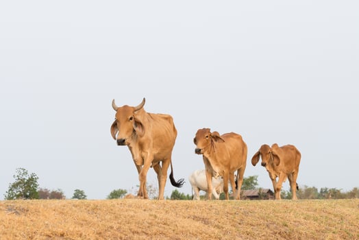 Asian Cow in countryside Thailand photo