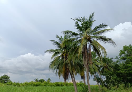 coconut tree view, sky background photo
