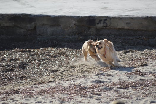 Dogs playing on the beach photo