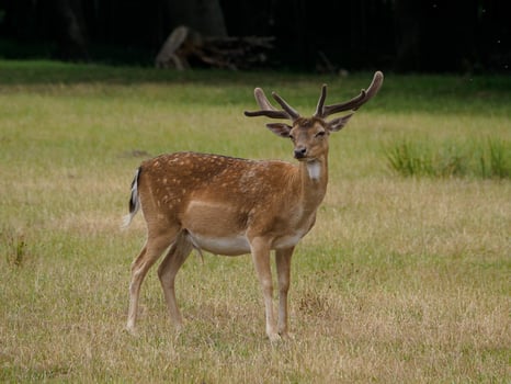 deers in the german muensterland photo