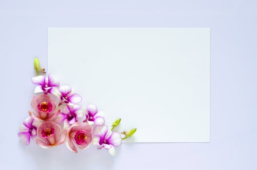 Empty white paper for text with orchids flower on pastel purple background. photo