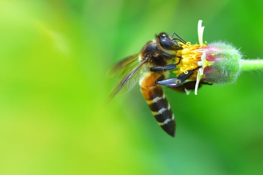 a Bee perched on the beautiful flower photo