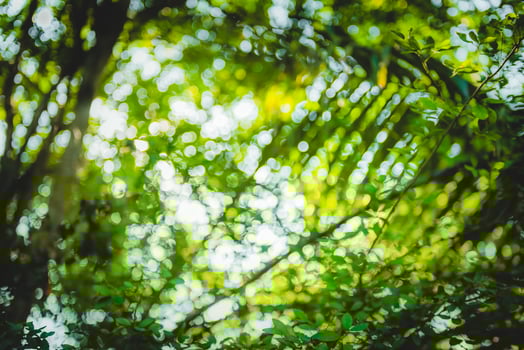 beautiful Natural green leaf and abstract blur bokeh light background photo