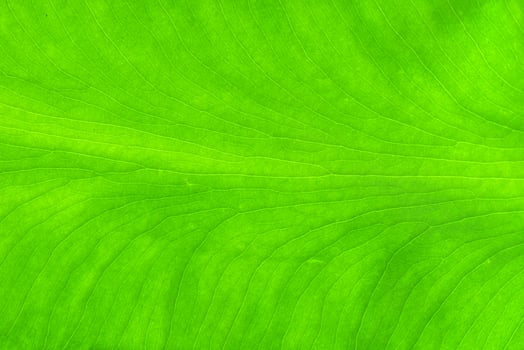 Closeup nature view of green leaf texture background photo