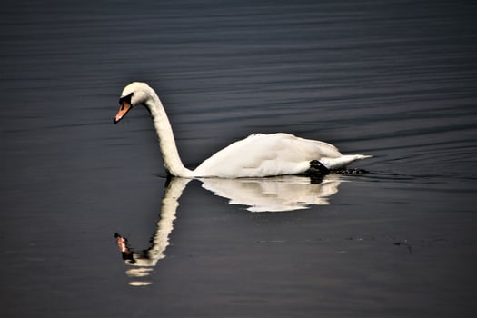 A view of a Mute Swan on Lake Windermere photo