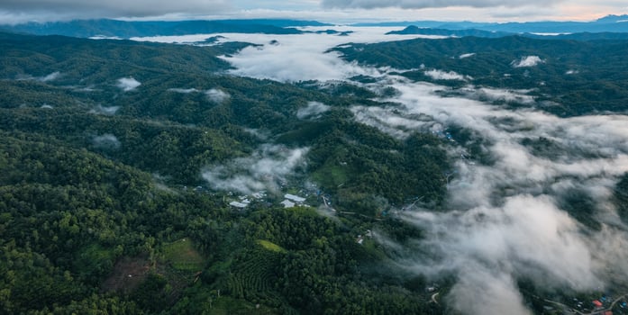 morning green forest and fog photo