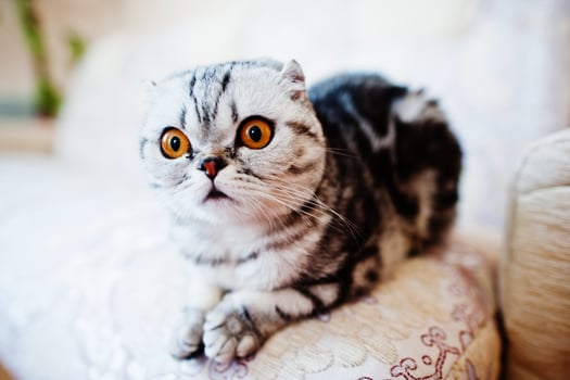 Close-up photo of a scottish fold kitten.