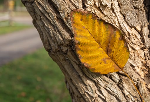 leaf on a tree trunk photo