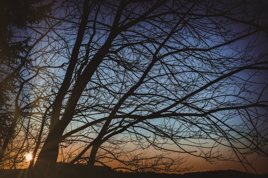 sunset behind a tree in nature photo
