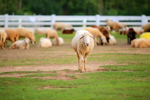 Sheep on the fields in farm. photo
