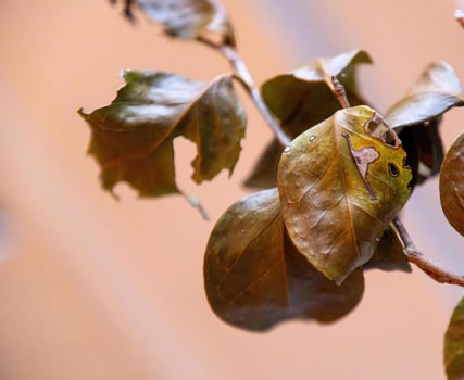 old brown leaves from a plant photo