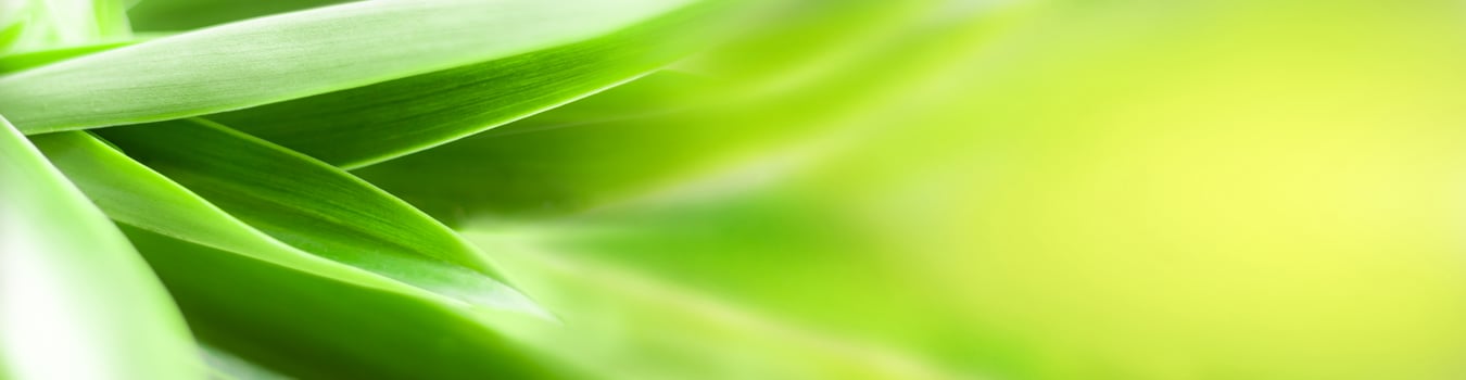 blurry leaves nature of summer green leaves natural green leaf plant used as wallpaper background photo