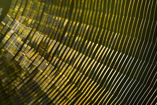 cobweb the light is reflected Beautiful colors photo