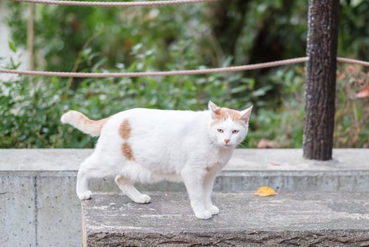 White cat in the garden. pet and International cat day concept photo
