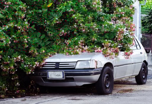 old car in bush flower photo